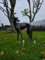 Beeld, Bronze: XL Greyhound Dog - 77 cm - Brons - 2026