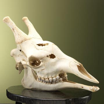 Giraf Schedel Taxidermie Opgezette Dieren By Max, Ophalen of Verzenden, Nieuw, Wild dier, Opgezet dier