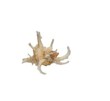 Chicoreus axicornis (40 mm, Toptoestand GEM) – Uitstekend, Verzamelen, Dierenverzamelingen, Nieuw