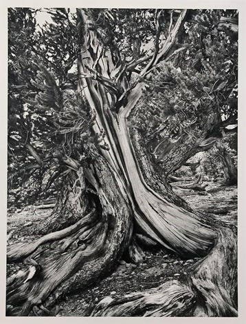 Sebastião Salgado - Ancient Bristlecone Pine Forest in the