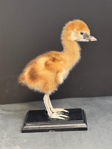 Grijze kroonkraanvogel Taxidermie volledige montage -