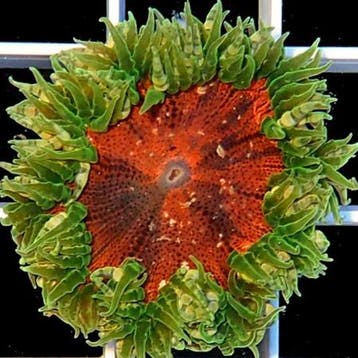 Epicystis Crucifer (Groen met rood center) (Ong. 5 cm), Dieren en Toebehoren
