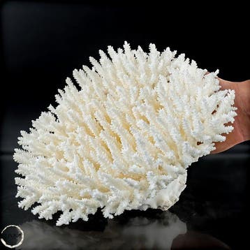 Natuurlijke Witte Tafelkoraal - Acropora latistella- 996.34