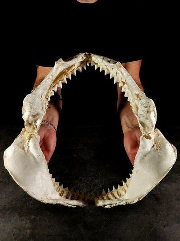 zeldzame en enorme kaak van een Zambezi-haai Taxidermie, Nieuw