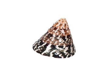 Iriserende Nil-Kreiselschnecke: De perfecte conische, Verzamelen, Nieuw