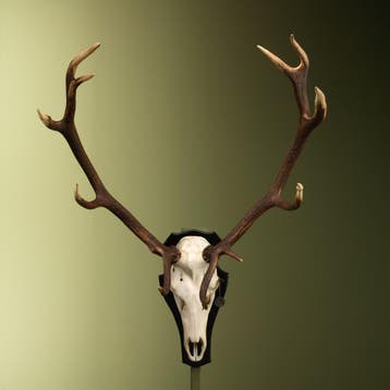 Edelhert Gewei Taxidermie Opgezette Dieren By Max, Ophalen of Verzenden, Nieuw, Wild dier, Opgezet dier