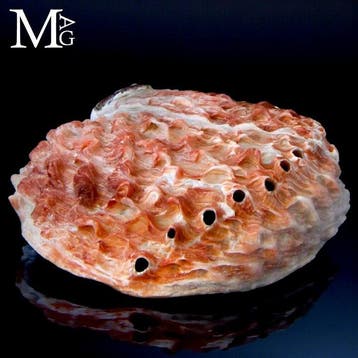 Parelmoeren schelp - Haliotis midae – Zuid-Afrikaanse, Verzamelen, Nieuw