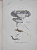 Claude Casimir Gillet (1806-1896) - Lot. of 21 tavole Les
