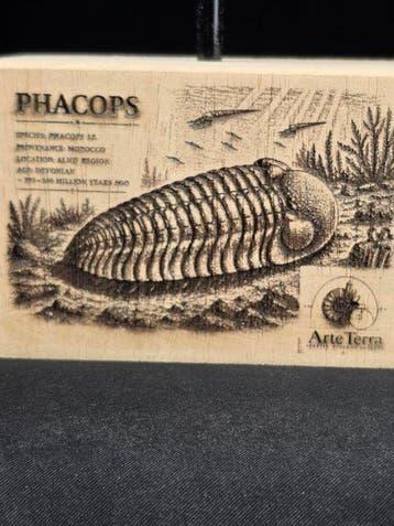 Trilobiet - Gefossiliseerd dier - Phacops (Zonder