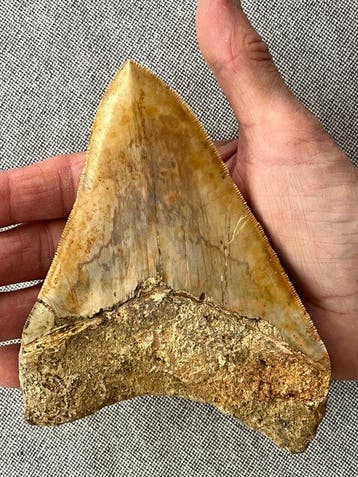 Dent de mégalodon géante, 14,0 cm - Dent fossile -, Collections, Minéraux & Fossiles