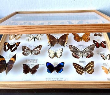 Collectie van 21 onvervangbare Nymphalidae uit 5 continenten