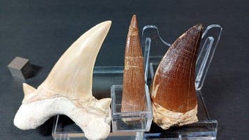 Requin, plésiosaure et mosasaure - Dents fossiles - Otodus, Collections