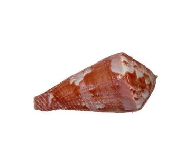 Conus gubernator – Onberispelijk verzamelobject in topkleur