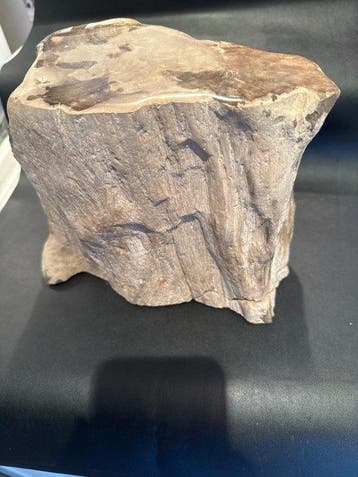 Gefossiliseerde plant - 24 cm - 18 cm (Zonder minimumprijs)