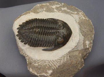 Trilobiet - Fossiel skelet - Hollardops mesocristata - 6 cm