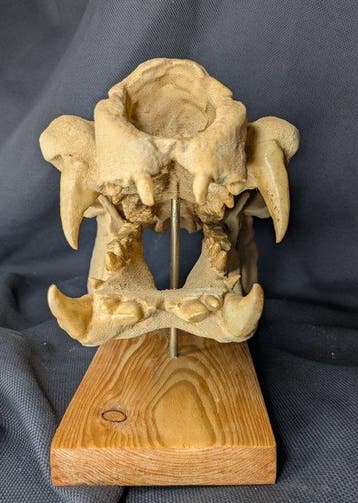 Fossiele schedel - Hippopotamus minor - smallest
