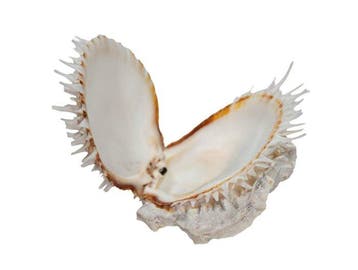 Caribische schat: Witte Atlantische Steklauster (Spondylus, Nieuw