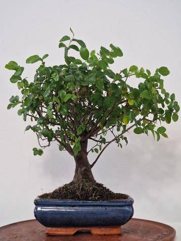 Bonsaï Troène (Ligustrum) - Hauteur (arbre) : 27 cm -