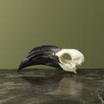 Von der Deckens Tok V Schedel, Verzamelen, Ophalen of Verzenden, Nieuw, Vogel, Opgezet dier