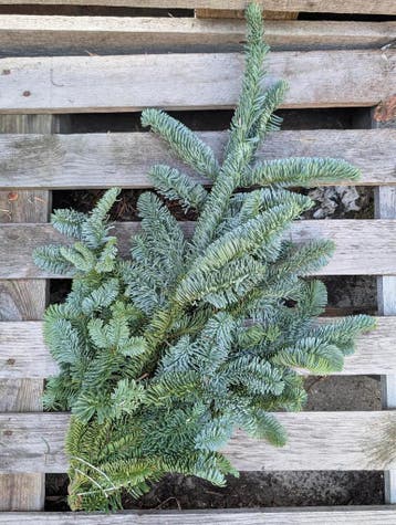Nobilis DennenGroen Tak vers WinterGroen vers, Hobby en Vrije tijd, Nieuw