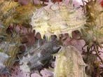 Cucumis kiwano metuliferus sierkomkommertjes zaden, Hobby en Vrije tijd, Nieuw