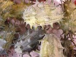 Cucumis kiwano metuliferus sierkomkommertjes zaden, Nieuw