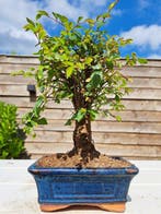 Chinese iep bonsai (Ulmus parviflora) - Hoogte (boom): 21 cm