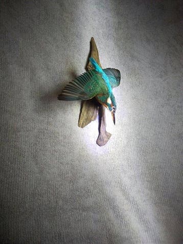 IJsvogel Taxidermie volledige montage - Alcedo atthis - 34