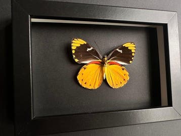 Vlinder Taxidermie volledige montage - Delias Splendida Mâle, Antiquités & Art