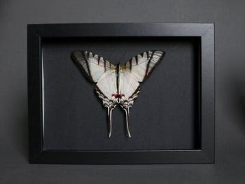 Vlinder Taxidermie volledige montage - Euritydes protesilaus