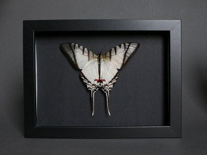 Vlinder Taxidermie volledige montage - Euritydes protesilaus, Antiek en Kunst, Curiosa en Brocante