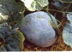 Wax Gourd Blue Hill F1 zaden