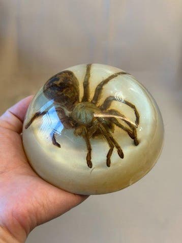 Tarentule Support de corps entier pour taxidermie -