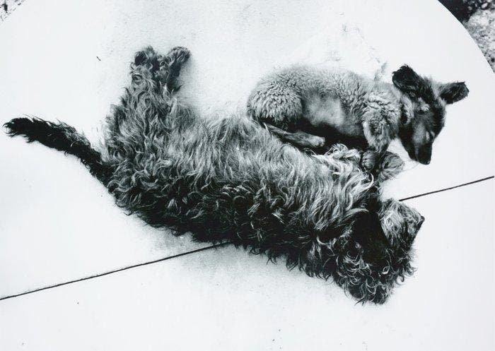 Stefan Moses - Zwei Hunde, Antiek en Kunst, Kunst | Designobjecten