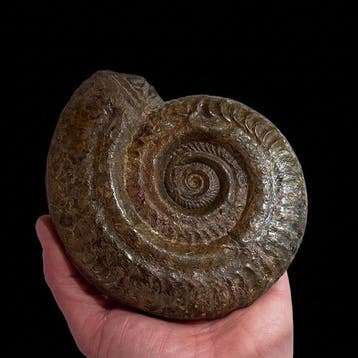 Ammonite - Coquillage fossilisé - Hildoceras bifrons - 14 cm, Collections, Minéraux & Fossiles