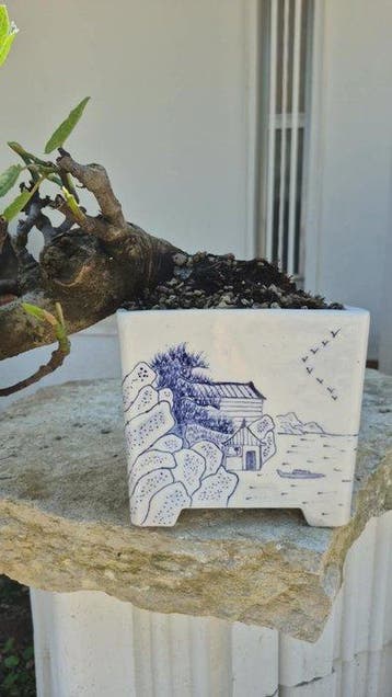 Bonsai van Ficus carica - Hoogte (boom): 16 cm - Diepte