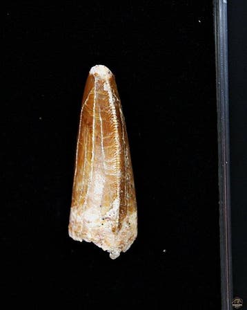 Dinosaurus - Fossiele tand - Carcharodontosaurus Saharicus, Verzamelen