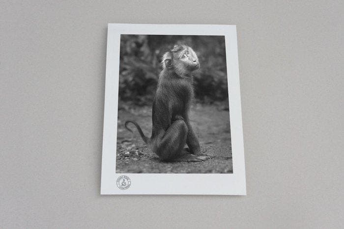 Dominic Rouse - Ape, Thailand (2002) - free shipping, Antiek en Kunst, Kunst | Designobjecten