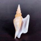 Prachtige schelp, verzamelobject Zeeschelp - Strombus, Nieuw