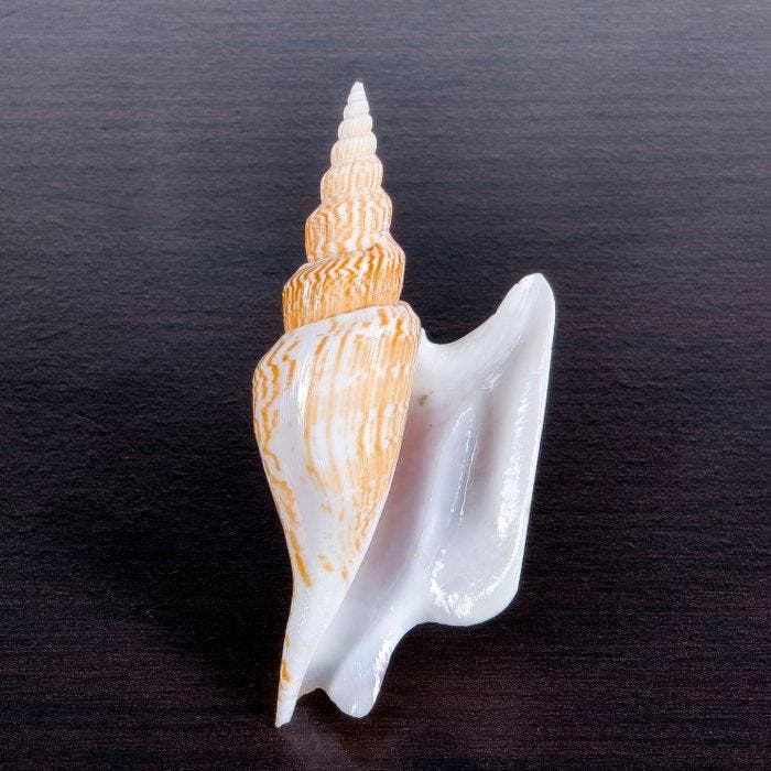 Prachtige schelp, verzamelobject Zeeschelp - Strombus, Verzamelen, Dierenverzamelingen