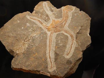 Une dalle dOphiuroidea (étoiles-de-mer) et un autre fossile