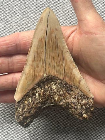 Megalodon-tand 11,9 cm - Fossiele tand - Carcharocles