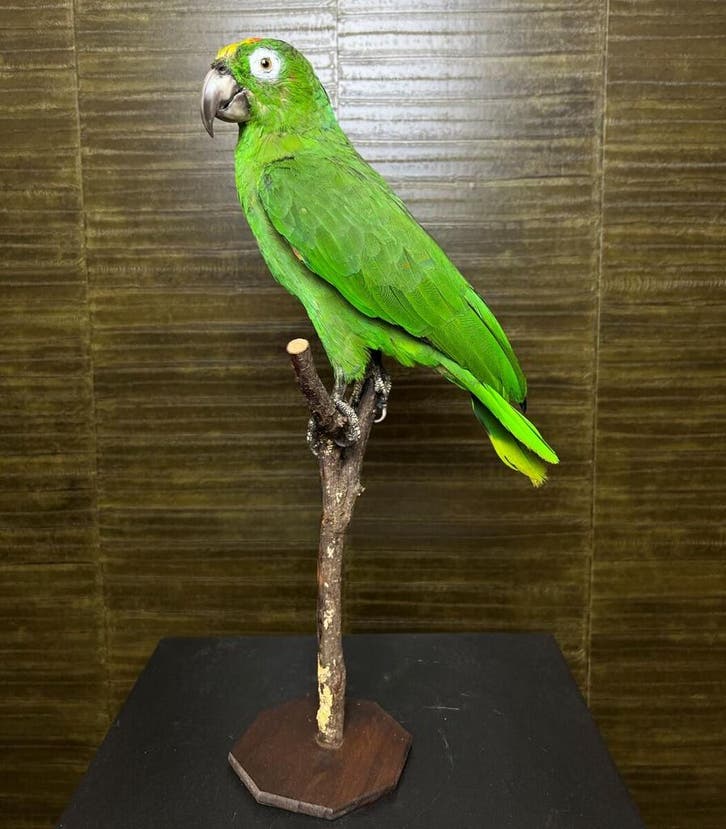Grote Amazone Papegaai Taxidermie Opgezette Dieren By Max, Collections, Collections Animaux, Enlèvement ou Envoi