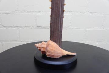 requin-scie Rostre sur support - pristinadae - 40 cm - 12 cm, Collections