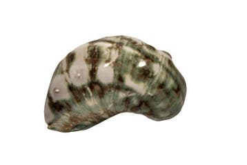 Prachtige parelschelp (Turbo marmoratus) gepolijst | Zuiver