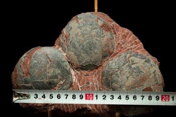 Dinosaurus - Fossiele matrix - 3 Hadrosaurus or