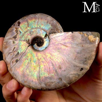 Regenboogiriserende Cleoniceras-ammoniet Natuurlijke, Verzamelen, Mineralen en Fossielen