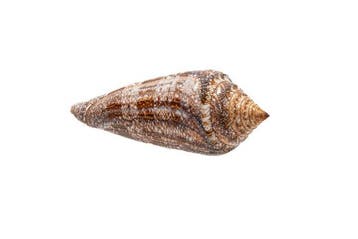 zeldzame verzamel-slak  RARE  roem der zee Taxidermie, Verzamelen, Nieuw