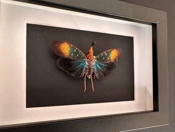 Vlinder Taxidermie volledige montage - Pyrops Gunjii -
