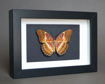 Vlinder Taxidermie volledige montage - Cethosia cyane - 10